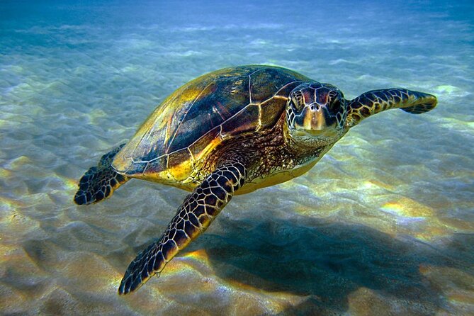 Explore Hurghada: Semi-Submarine Tour & Snorkeling - Hurghada - The Guided Snorkeling Stop, Mask Fitting, and Safety Basics