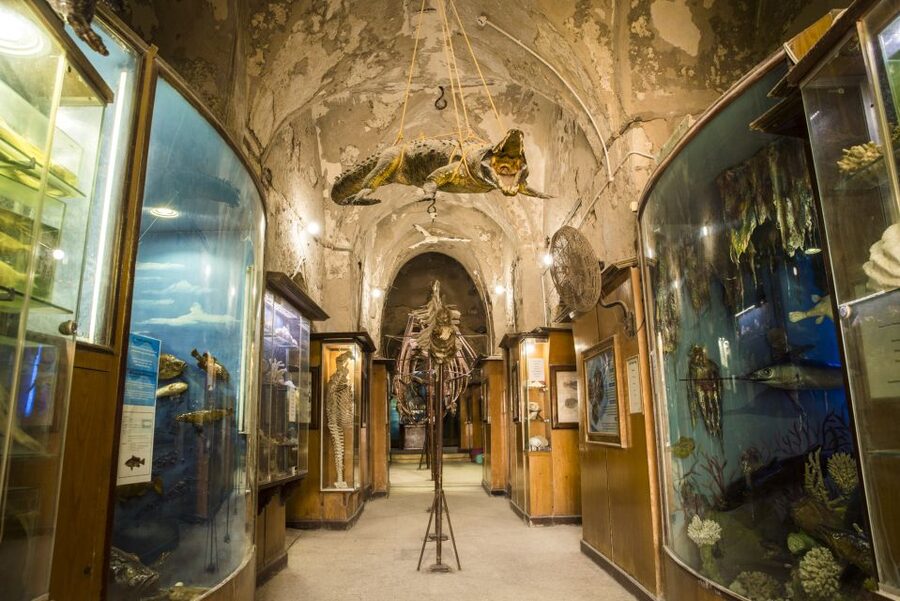 From Alexandria: Full-Day Guided Tour of Historical Sights - Catacombs of Kom El Shoqafa: hundreds of tombs with Egyptian and Roman flair
