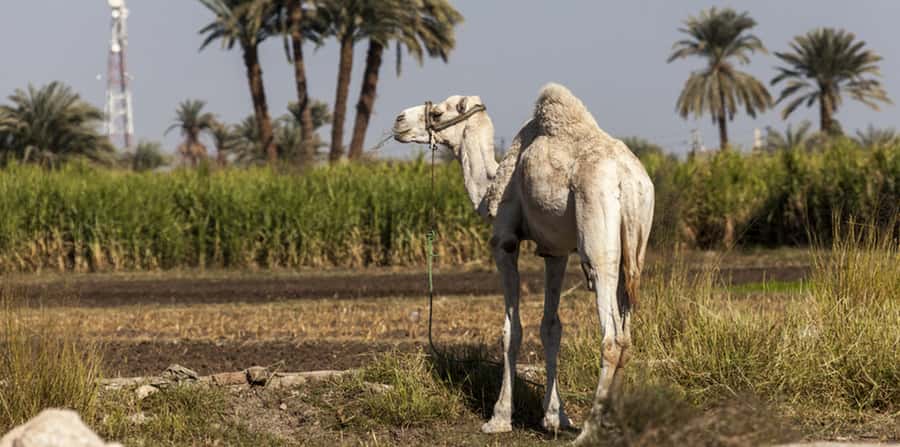 From Cairo: Fayoum Oasis and Wadi Al Rayan Guided Tour - Language, guide energy, and keeping it smooth