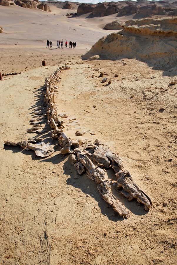 From Cairo: Full-Day Tour to El Fayoum - Wadi Al-Hitan (Valley of the Whales): Fossils, a Small Museum, and Actual Context