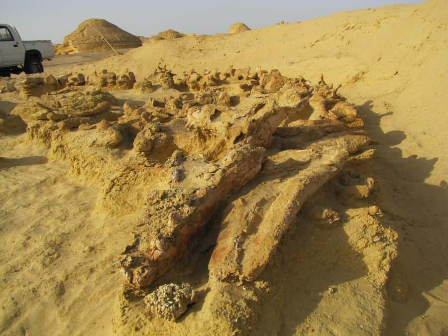 From Cairo: Full-Day Tour to El Fayoum - Who This Tour Fits Best (and Who Might Want Something Else)