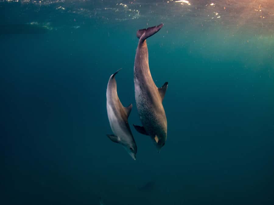 From Hurghada: Hula Hula Island Speedboat Tour with Dolphins - The speedboat run and dolphin searching: what to expect
