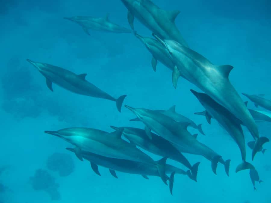 From Hurghada: Hula Hula Island Speedboat Tour with Dolphins - Morning vs sunset: which departure fits your vibe