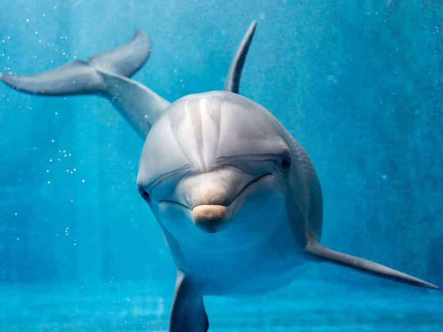 From Hurghada: Paradise Island Speedboat Tour with Dolphins - Why this Hurghada speedboat day feels special