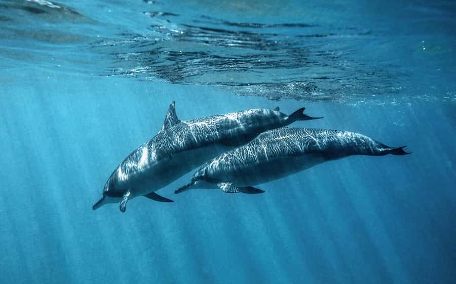 From Hurghada: Paradise Island Speedboat Tour with Dolphins - Who should book, and who should skip it