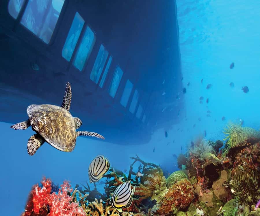 From Safaga: Royal Seascope Submarine with Snorkeling - Snorkeling in Makadi Bay: How to Get the Most From 30 Minutes