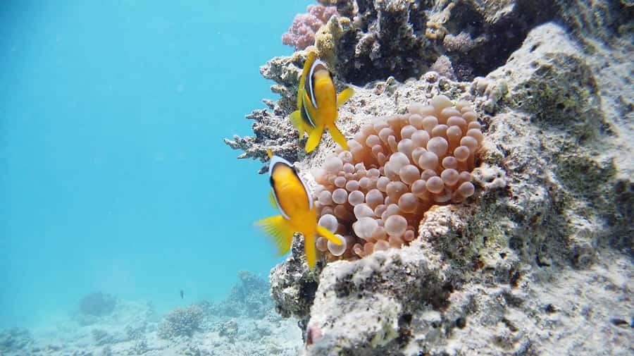 From Sharm: Luxury Diving cruise to Ras Mohammed with Lunch - Why Ras Mohammed National Park is a great use of a half-day