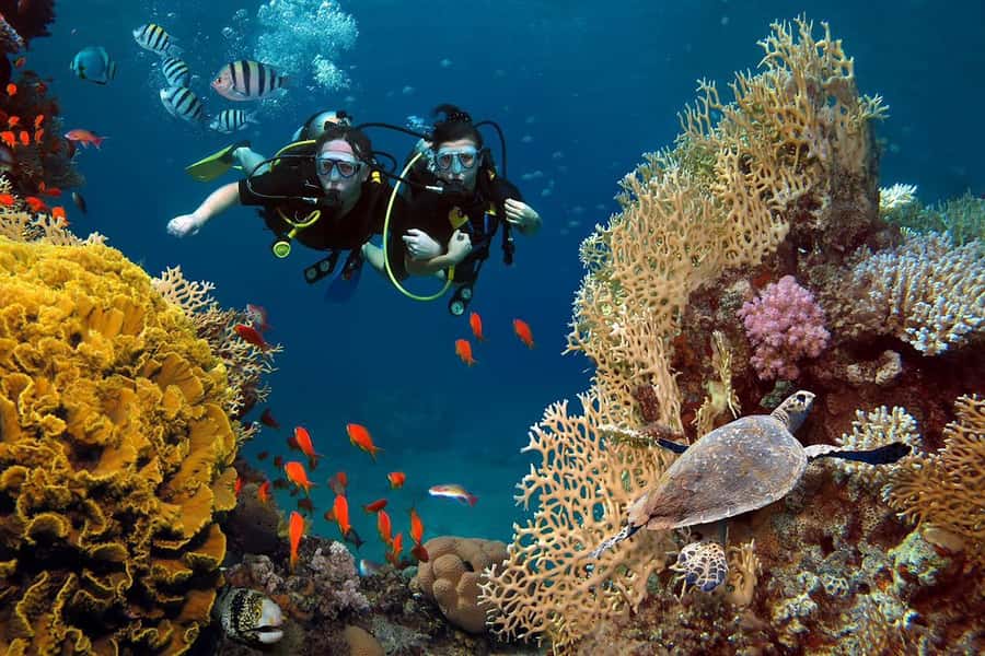 From Sharm: Luxury Diving cruise to Ras Mohammed with Lunch - Lunch on board: simple buffet value with a big practical upside