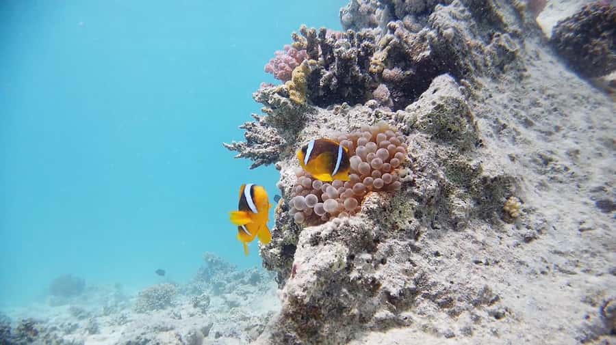 From Sharm: Luxury Diving cruise to Ras Mohammed with Lunch - Common gotchas I’d plan for, based on real experiences