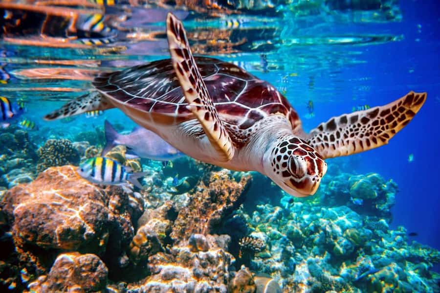 From Sharm: Ras Mohammed snorkeling cruise & optional diving - Getting to Watanya Marina without stress