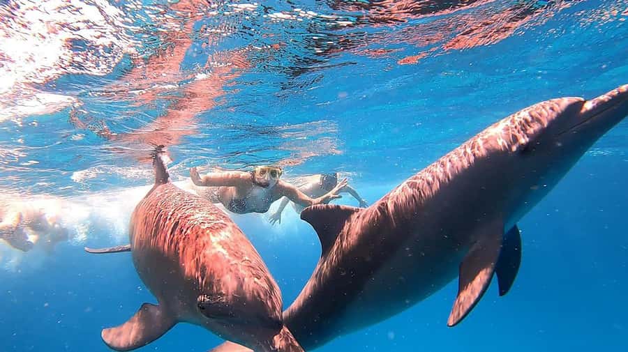 From Sharm: White Island and Ras Mohamed Snorkeling Trip - Buffet Lunch on Deck: More Than a Sidebar Meal