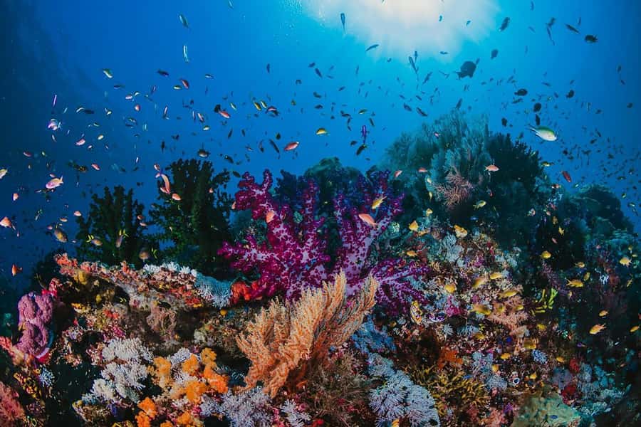 From Sharm: White Island and Ras Mohamed Snorkeling Trip - About the Crew and Guides: Why People Keep Praising the Same Names