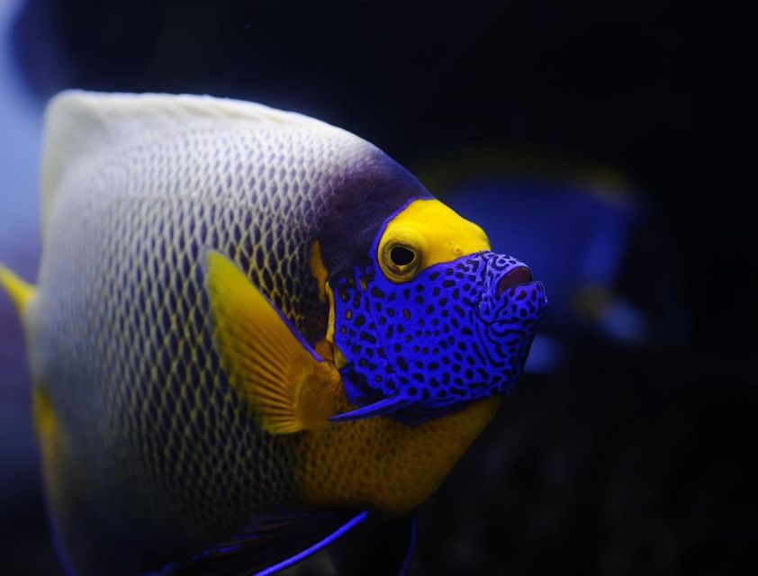 From Sharm: White Island and Ras Mohamed Snorkeling Trip - Timing, Transfers, and the Real Meaning of “6 Hours”