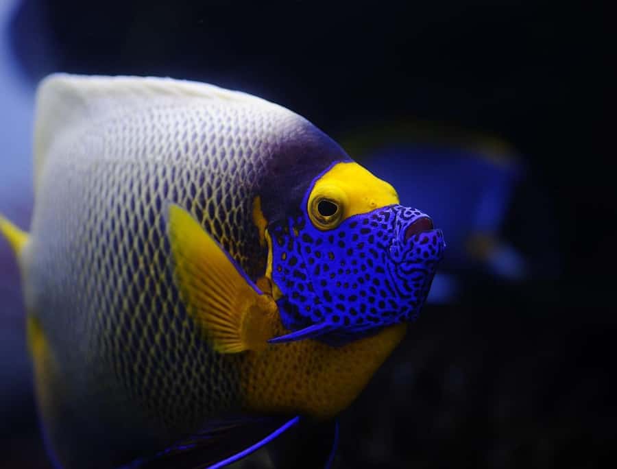 From Sharm: White Island and Ras Mohamed Snorkeling Trip - Price and Value: Why $29 Can Work for a Red Sea Day