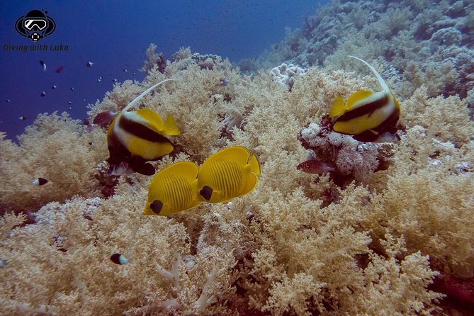 Full day diving with private guide, lunch drinks transportation - Hurghada’s Red Sea day, set up for people who want more than a quick swim