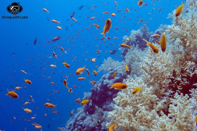 Full day diving with private guide, lunch drinks transportation - Two different underwater sites, with a lunch break that actually matters