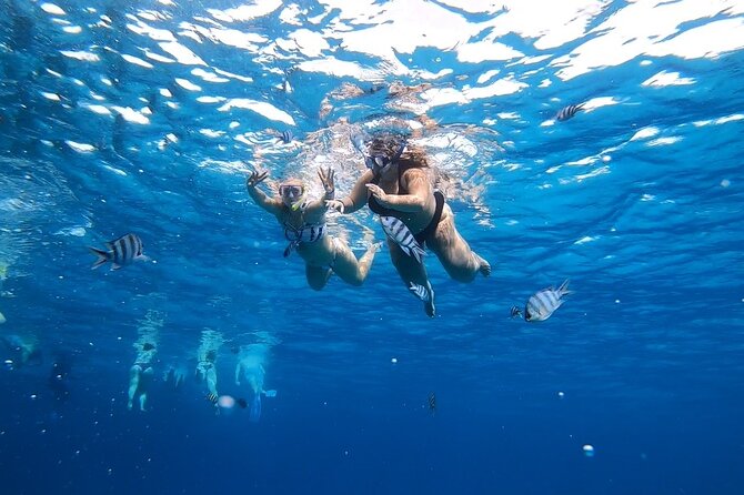 Full-day Dolphin House And Swim With Dolphin - Price and extra fees: where $13.96 can become more in real life