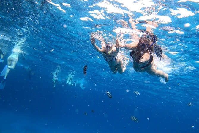 Full-day Dolphin House And Swim With Dolphin - Weather and seasickness: the hidden factor behind dolphin days