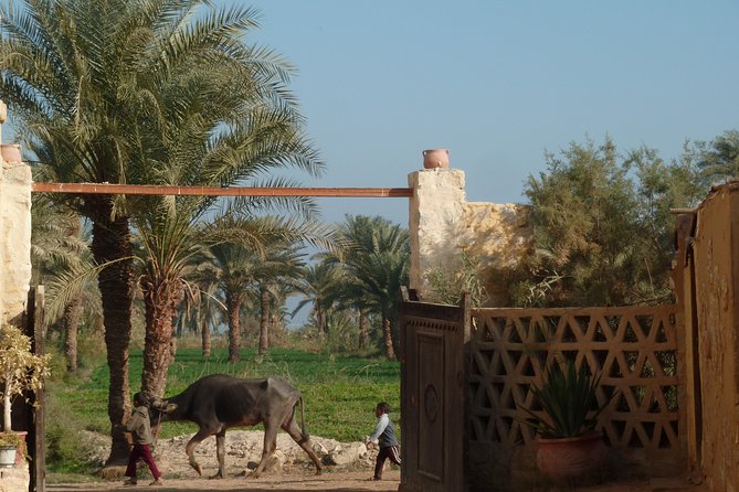 Full-Day Fayoum Oasis and Waterfalls of Wadi El-Rayan Tour from Cairo - Price and value: what $99 buys you in the Fayoum day