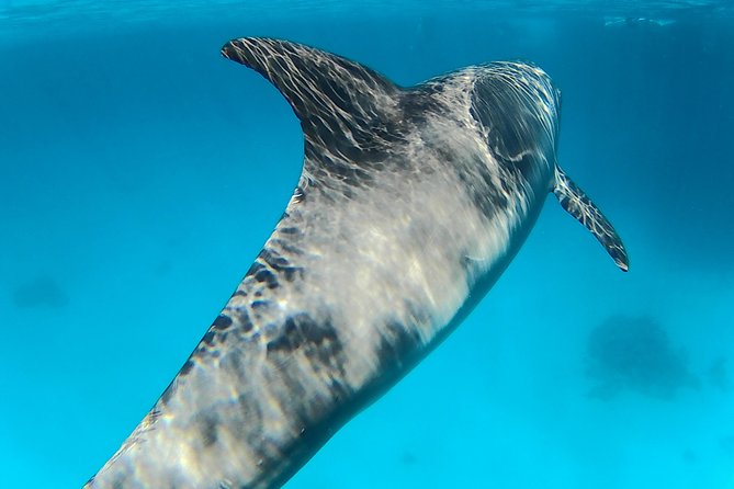 Full-Day Snorkeling with Dolphins in Hurghada with Lunch - Getting to the Pier: Pickup, Shared Transfer, and First Impressions