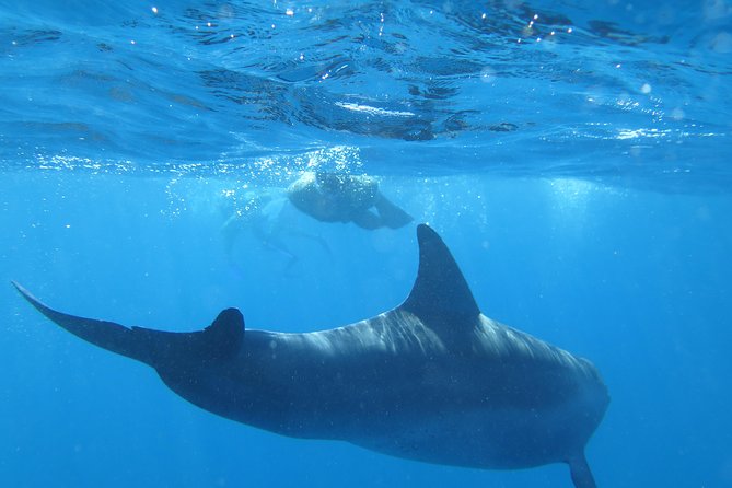 Full-Day Snorkeling with Dolphins in Hurghada with Lunch - Snorkeling in Two Reef Areas: How to Make It Count