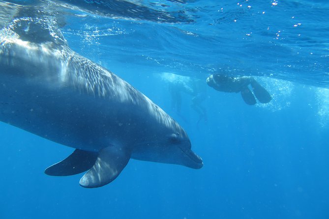 Full-Day Snorkeling with Dolphins in Hurghada with Lunch - Lunch Aboard: What’s Included, What to Expect, and Drink Reality