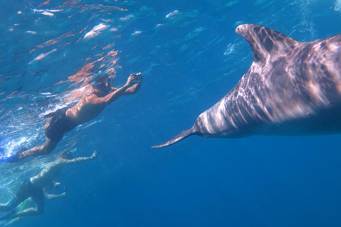 Full-Day Snorkeling with Dolphins in Hurghada with Lunch - Price and Value: Why It Costs $15, and What Might Cost Extra