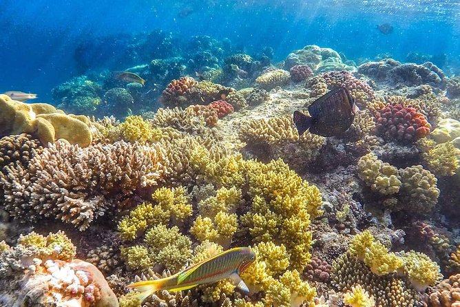 Full Relaxing Day To The Red Sea From Cairo Or Giza Hotel - Who should book this Red Sea day trip, and who should be cautious