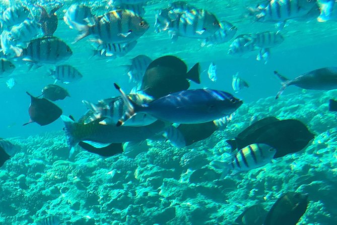 Giftun Island ( Orange bay ) from Hurghada - The boat ride, dolphins on the route, and what you should watch for