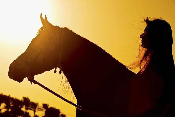 Horse Riding Tour 2 Hours on Sea And Desert & Transfer -Hurghada - Price and Value at $14, Plus the Cash Costs on the Day