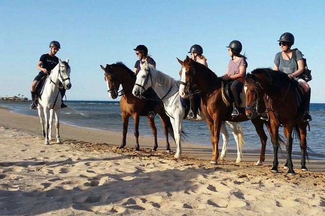 Horseback Riding with Pickup and Drop-off from Sharm El Sheikh - Price and value: what $10 gets you, plus the fee to remember