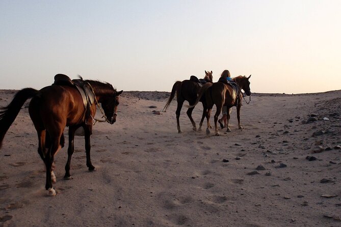 Horseback Riding with Pickup and Drop-off from Sharm El Sheikh - Who should book this horseback ride from Sharm, and who might skip it