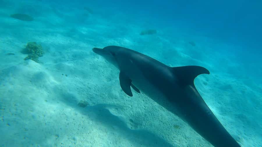 Hurghada: 3 Islands, Dolphins & Snorkel Yacht Trip w/ Lunch - Key Things That Make This Yacht Trip Worth Your Time
