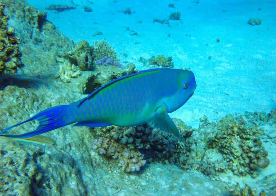 Hurghada: 3 Islands, Dolphins & Snorkel Yacht Trip w/ Lunch - Giftun Island Snorkeling, Coral, Fish, and Real Safety Checks