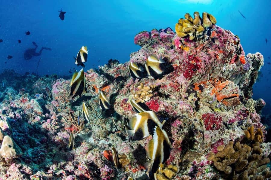 Hurghada: 3 Islands, Dolphins & Snorkel Yacht Trip w/ Lunch - Magawish Island for a Second Snorkel and More Beach Time