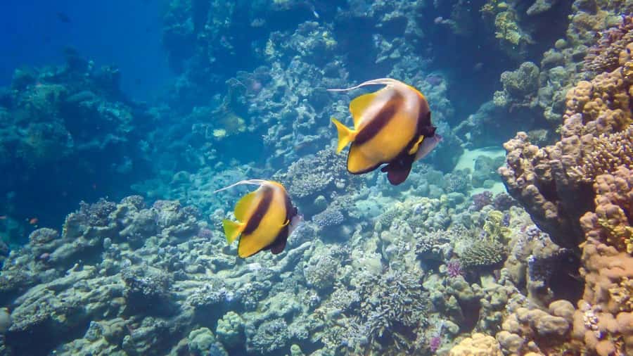 Hurghada: 3 Islands, Dolphins & Snorkel Yacht Trip w/ Lunch - Price and Value for About $47, What You Actually Get