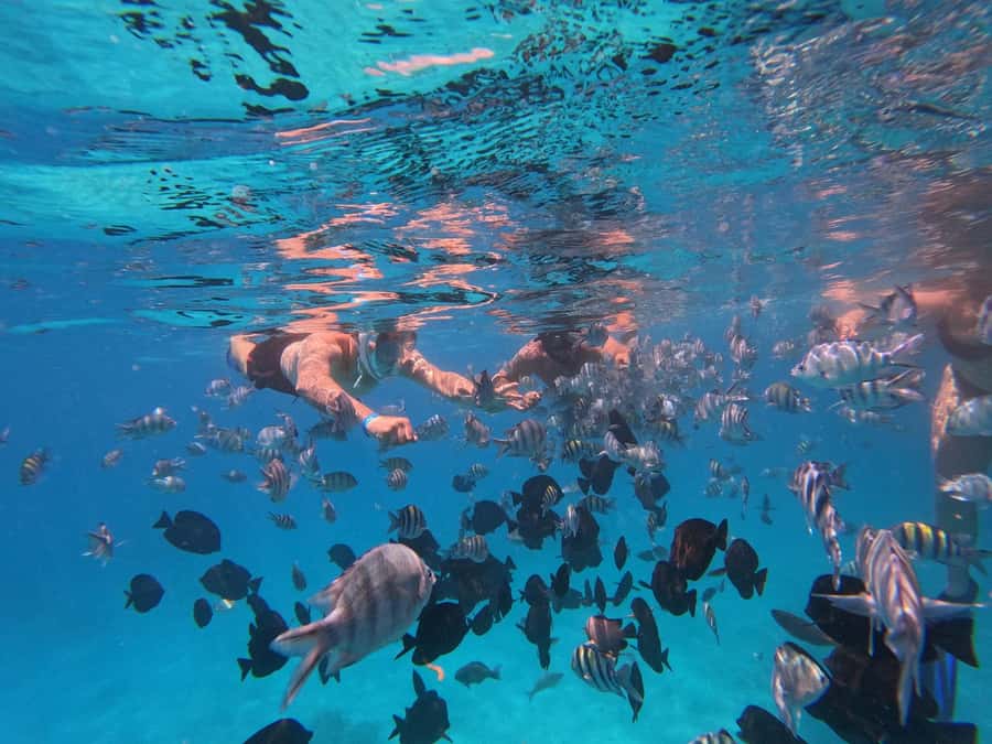 Hurghada: 4 Island Hopping Tour Dolphin, Snorkeling & Lunch - Price and Value in Plain Terms: Is $53 Reasonable?
