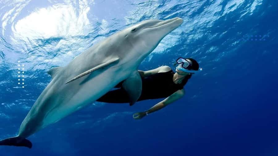 Hurghada: All-Inclusive Elite VIP Dolphin House & Massage - Dolphin time: watching wild dolphins and understanding the rules