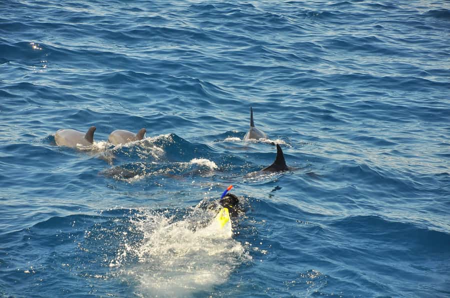 Hurghada: All-Inclusive Elite VIP Dolphin House & Massage - The back massage: when relaxation actually arrives