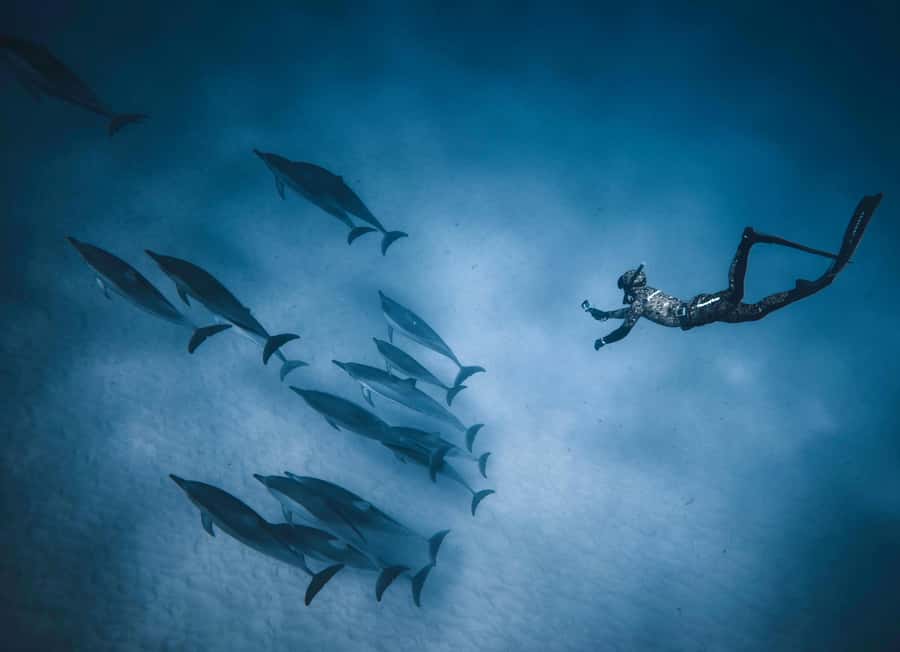 Hurghada: All-Inclusive Elite VIP Dolphin House & Massage - Who this trip suits best (and who should skip it)