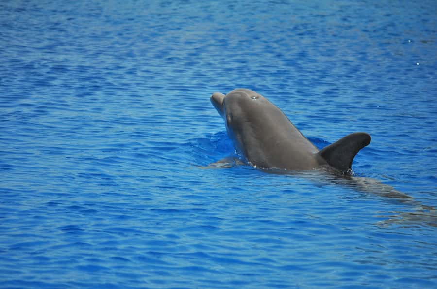 Hurghada: All-Inclusive Elite VIP Dolphin House & Massage - Getting to the yacht: pickup, breakfast, and getting your bearings