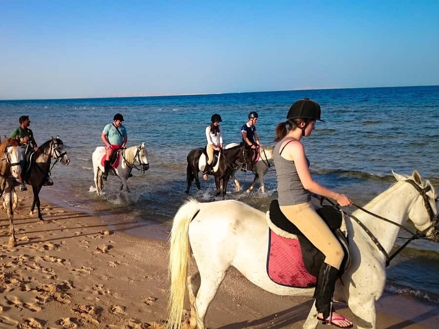 Hurghada: Arabian Desert and Sea Horseback Adventure - Price and value: what $20 gets you, and where your money goes