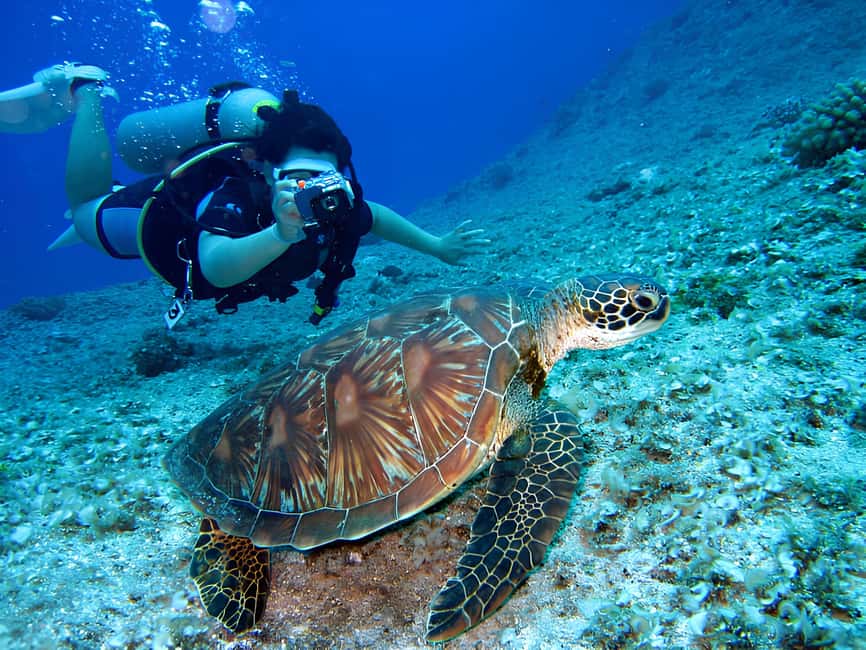 Hurghada: Beginners Scuba Diving Full-Day Boat Trip & Lunch - What the Red Sea Looks Like Under the Surface