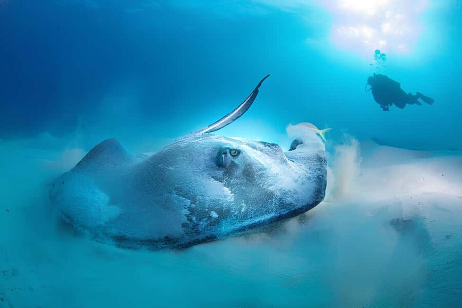 Hurghada: Beginners Scuba Diving Full-Day Boat Trip & Lunch - Lunch and Drinks: Real Value in the Middle of the Day
