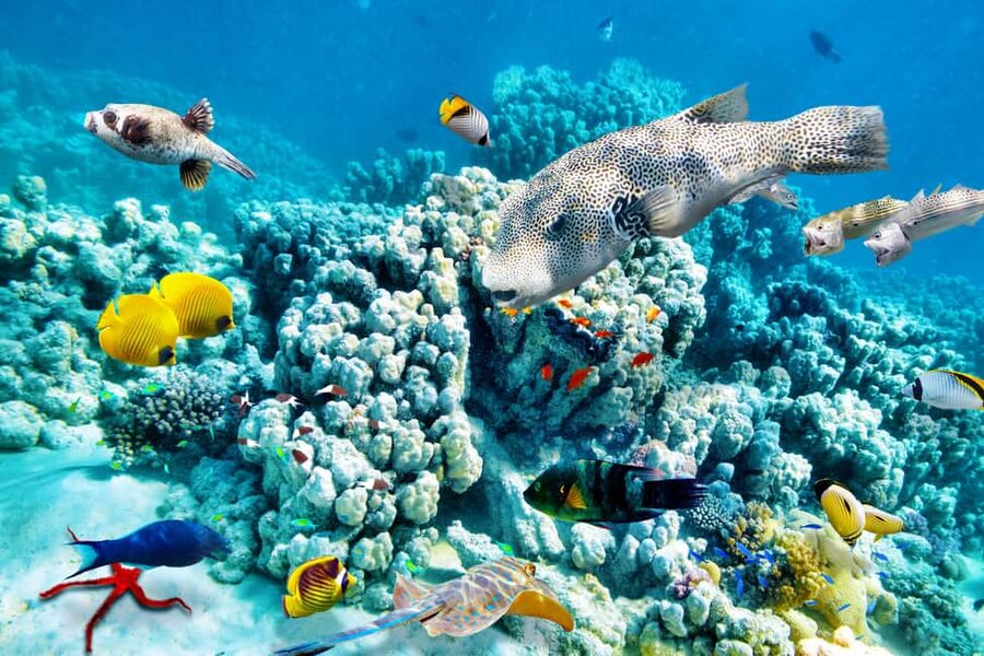 Hurghada: Beginners Scuba Diving Full-Day Boat Trip & Lunch - What’s Included, What’s Optional, and What You Should Budget