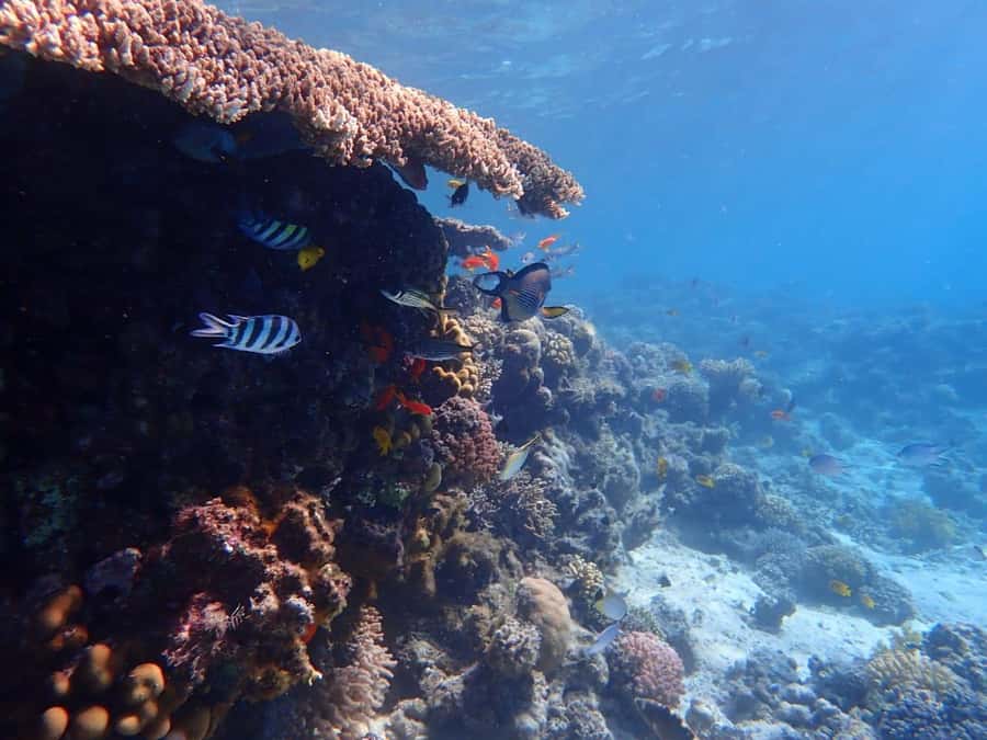 Hurghada: Boat trip to Magawish island with Multi Options - Optional add-ons: massage, parasailing, and how to decide