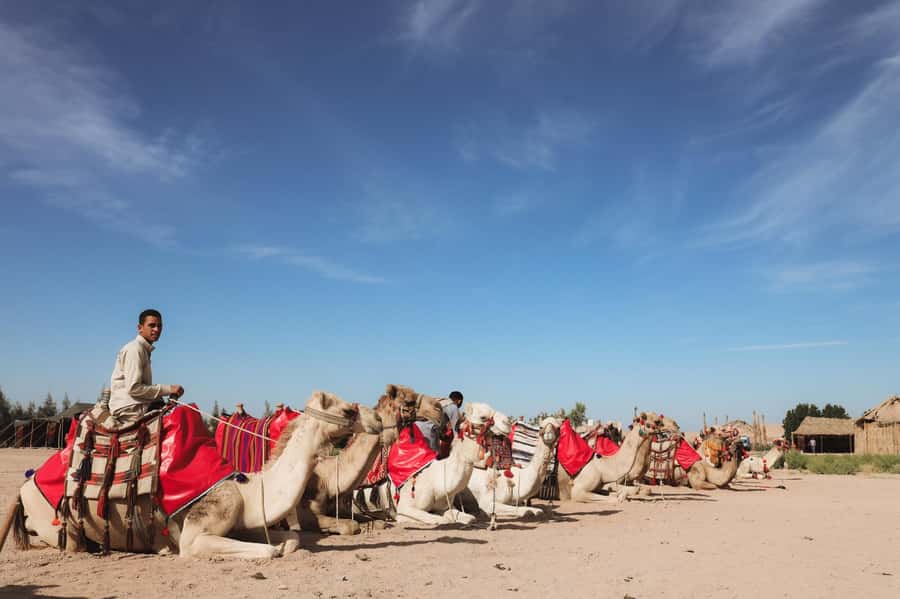 Hurghada: Camel Ride & horse ride and Off-Road Jeep Tour - Arabian Tea, Coffee, and Dates Before the Camel Ride