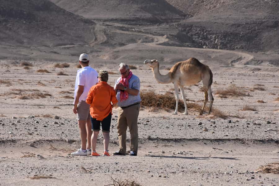 Hurghada: Camel Ride & horse ride and Off-Road Jeep Tour - One Hour on a Horse, Then a Real Farm Tour