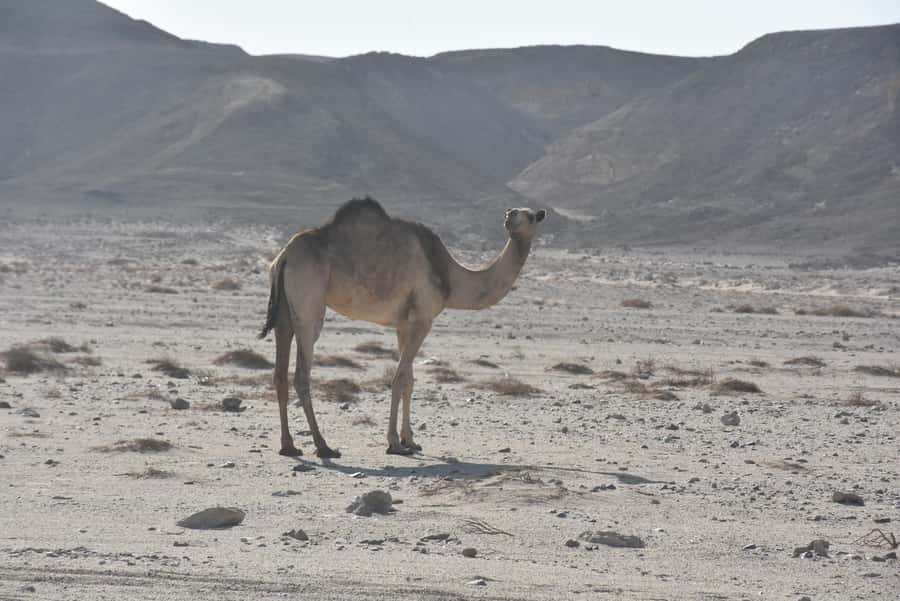 Hurghada: Camel Ride & horse ride and Off-Road Jeep Tour - Safety and Comfort Reality Check (Cameras, Briefings, and Vehicle Questions)