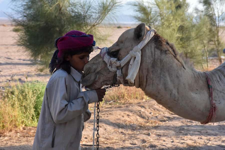 Hurghada: Camel Ride & horse ride and Off-Road Jeep Tour - Pickup, Timing, and the Best Time to Go (Sunrise, Morning, Sunset)